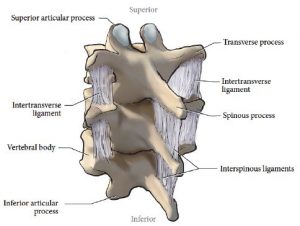 Illustration of three stacked cervical vertebrae, posterolateral view, showing the intertransverse and interspinous ligaments
