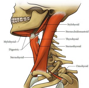 Illustration of the bones and muscles of the lateral neck, with their attachment points. Mylohyoid, digastric, sternohyoid, stylohyoid, sternocleidomastoid, thyrohyoid, sternothyroid and omohyoid muscles show.