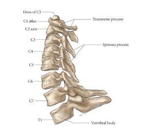 An anatomical drawing showing seven cervical vertebrae (C1 to C7) and one thoracic vertebra (T1)in articulation, in lateral view. The vertebral numbers are labeled as are the transverse process, the spinous process, and the vertebral body