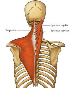 Illustration of the upper back, neck and skull bones, posterior view, showing the trapezius, splenius capitis, and splenius cervicis muscles and their attachment points
