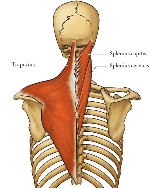 Clinically Relevant Anatomy of the Head and Neck Structures Involved in ...