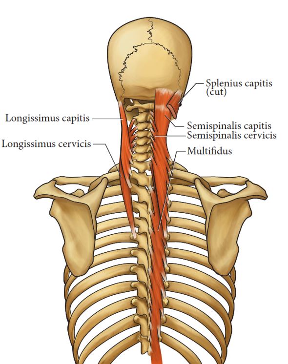 Clinically Relevant Anatomy of the Head and Neck Structures Involved in ...