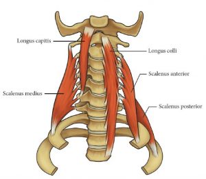 Illustration of the musculature of the neck (anterior view) and where they attach to the skeleton. Longus capitis, scalenus medius, longus colli, scalenus anterior, and scalenus posterior muscles shown