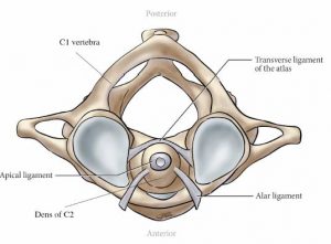 An illustration of C1 and C2 vertebra stacked one on top of the other (C1 on C2) with ligaments labeled