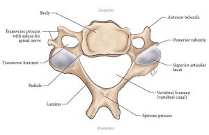 Illustration of a typical cervical vertebra with bony elements labeled