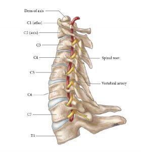 Illustration of cervical spine. Lateral view of C1-C7 and T1, showing position of cervical spinal nerves as they exit between each pair of vertebrae. Vertebral artery also shown.