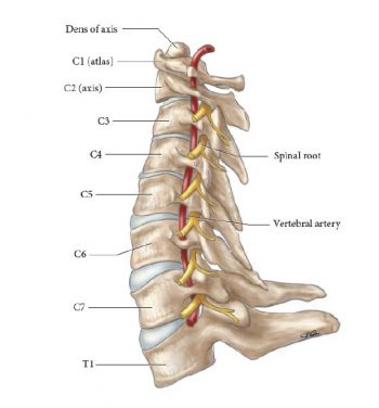 Clinically Relevant Anatomy of the Head and Neck Structures Involved in ...