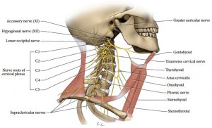 Illustration of cervical plexus, showing mandible, maxilla, cervical spine, nerve roots of cervical plexus, nerves, and muscles