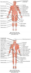 Anterior and posterior views of muscles