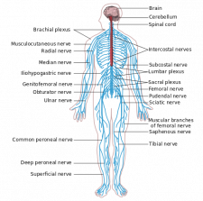 2.7 Focused Assessments – Clinical Procedures for Safer Patient Care