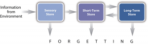 Phenomena and Theories – Research Methods in Psychology