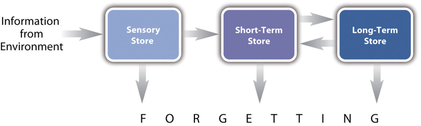 Figure 4.1 Representation of the Multistore Model of Human Memory. In the multistore model of human memory, information from the environment passes through a sensory store on its way to a short-term store, where it can be rehearsed, and then to a long-term store, where it can be stored and retrieved much later. This theory has been extremely successful at organizing old phenomena and predicting new ones.