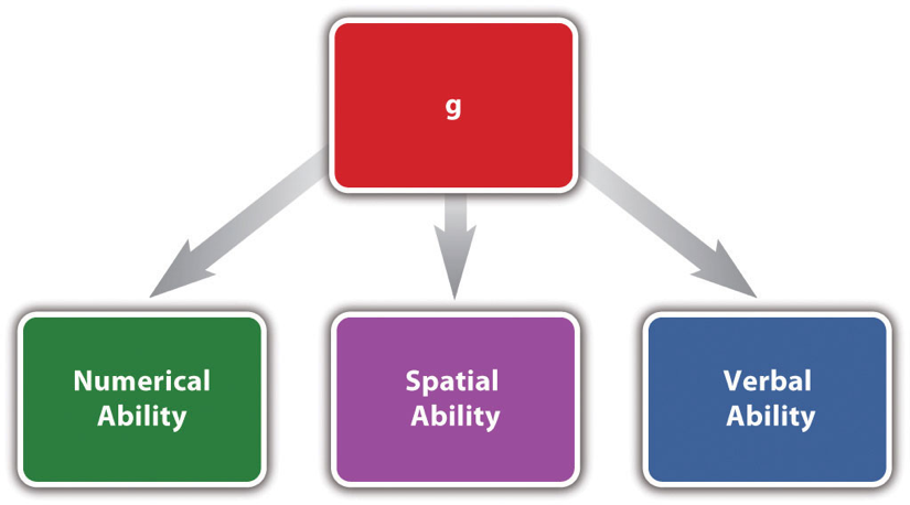 Figure 4.2 Representation of One Theory of Intelligence In this theory of intelligence, a general mental ability (g) influences each of three more specific mental abilities. Theories of this type help to organize a large number of statistical relationships among tests of various mental abilities.
