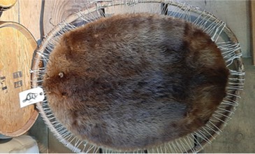 The pelt above is a standard “made beaver” valued at 1 mb. Photo: Anya Hageman, taken at Fort Langley Museum, BC