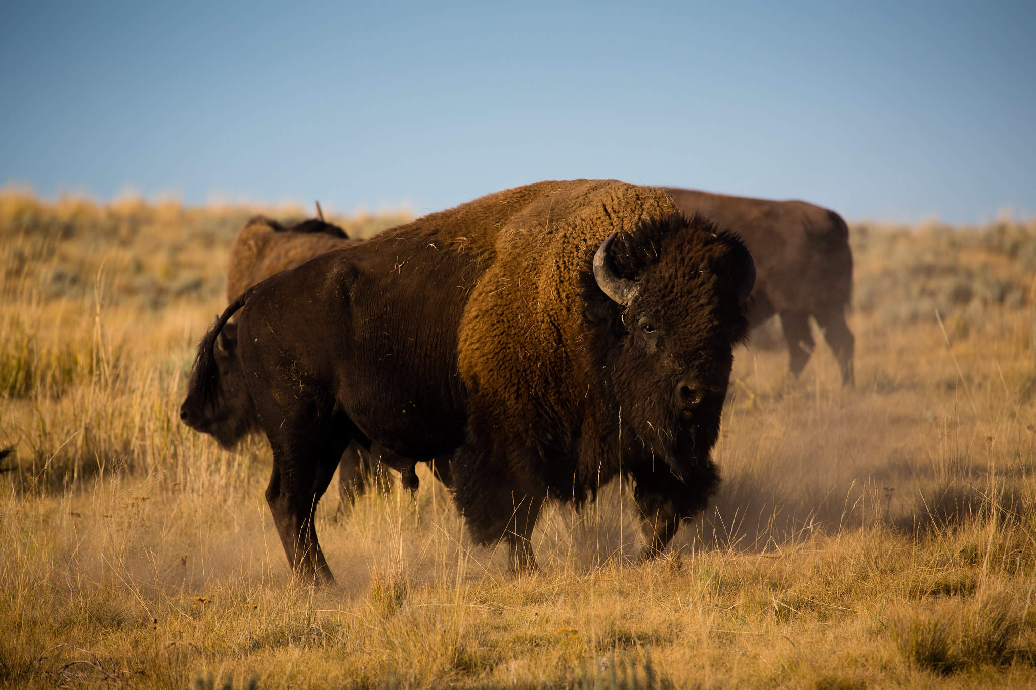 Plains Bison. Photo by: Daoud Alahmad (Public Domain) [31]