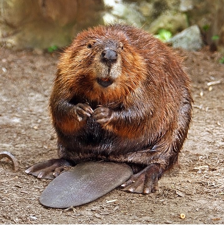 The North American beaver (brown). Photo by: S. Steve