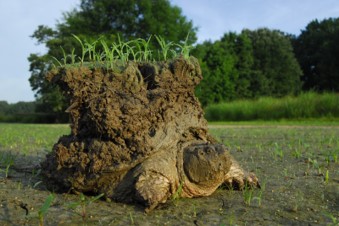 Snapping turtle emerging from hibernation in the soil. The turtle has a huge chunk of sod on its back, with grasses growing out of the sod. The sod is taller than the turtle's own height.