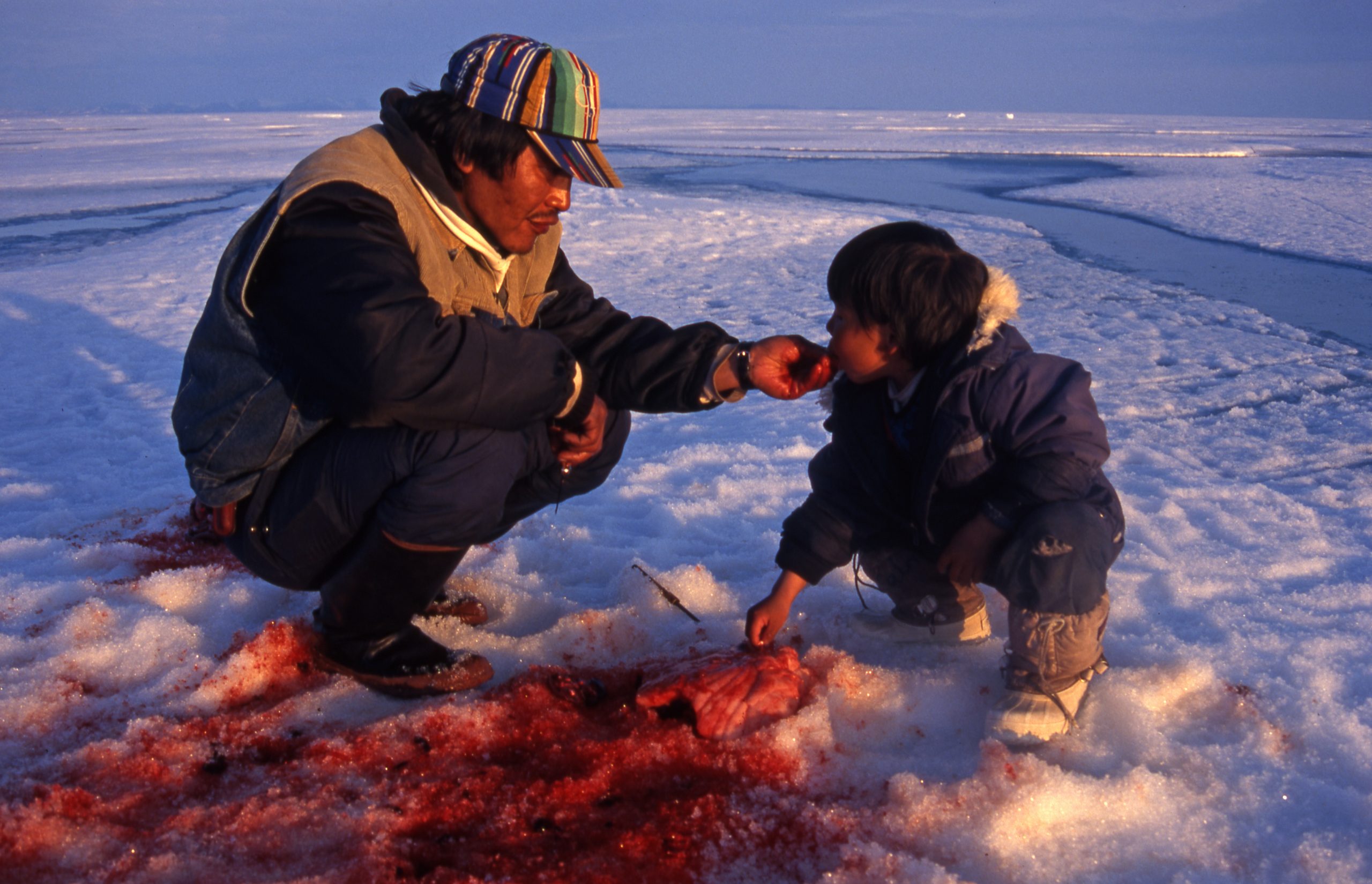 Inuit hunter feeds his child with meat from freshly hunted ring seal, Pond Inlet, Canada. Photo credits to: GRID-Arendal