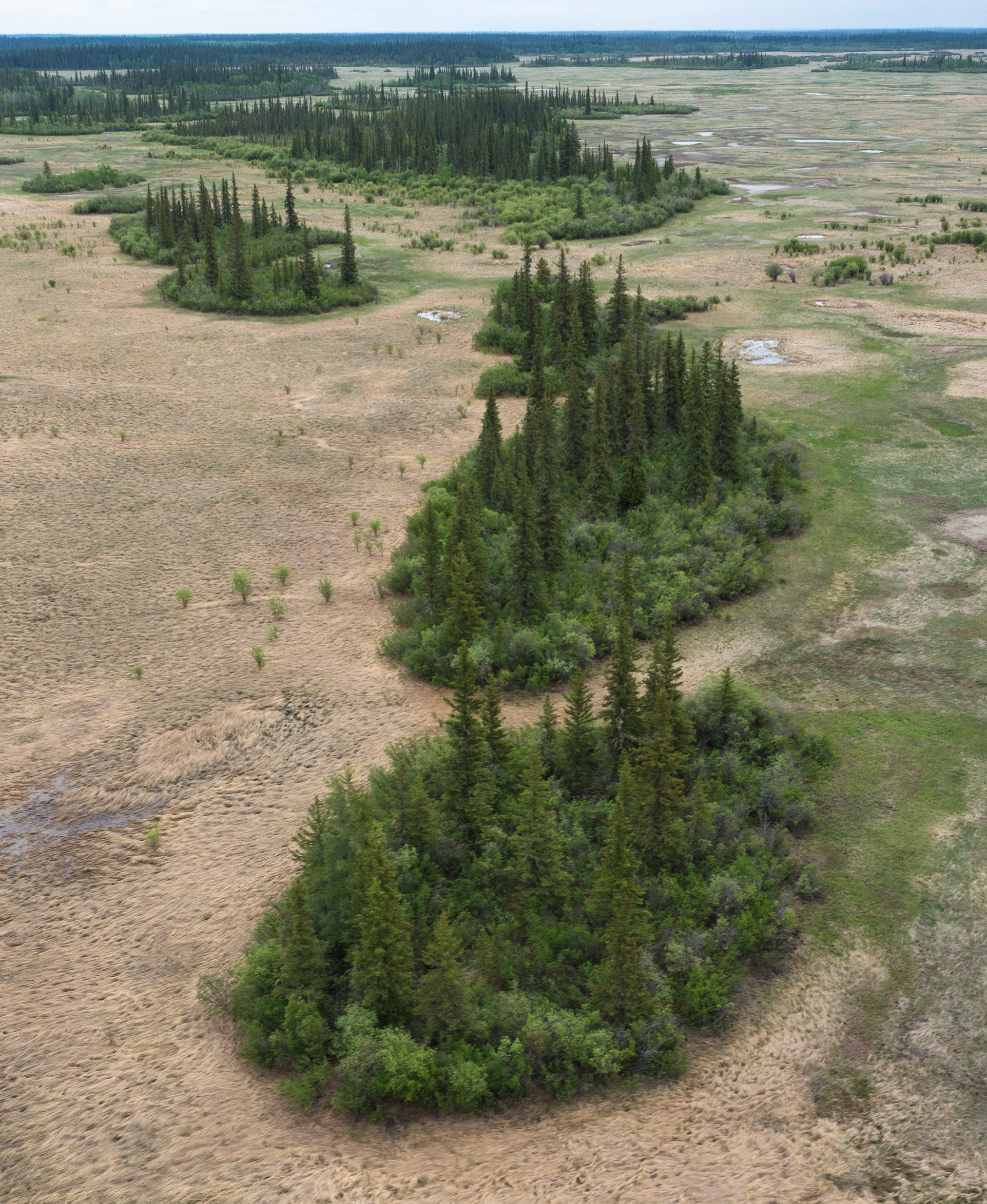 This photo shows a damp plain of bleached-out grass, with small ponds. The plain is studded with patches of thick green bushes and dark conifers.