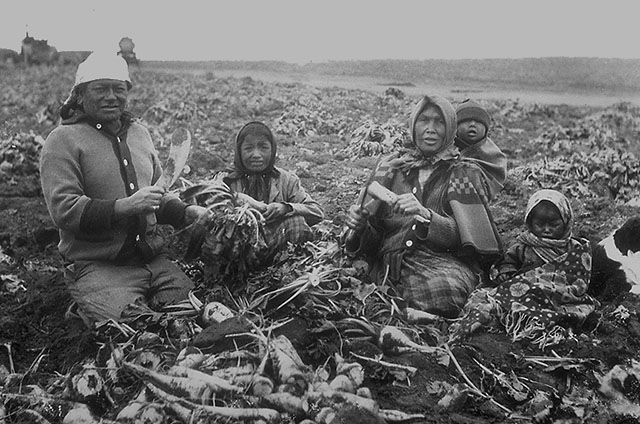 The family group consists of a father, mother, and three children. The youngest is carried in a sling high on mother's back. The others are kneeling on the earth. There are sugar beets piled in front of them. Father and mother have knives with which to remove the leafy tops of the sugar beets. The middle child is not doing any work but the elder, a daughter, is holding beets with their leafy tops still on. All are warmly dressed, suggesting the day is cold. The leafy tops of the sugar beets seem to be frost-damaged.