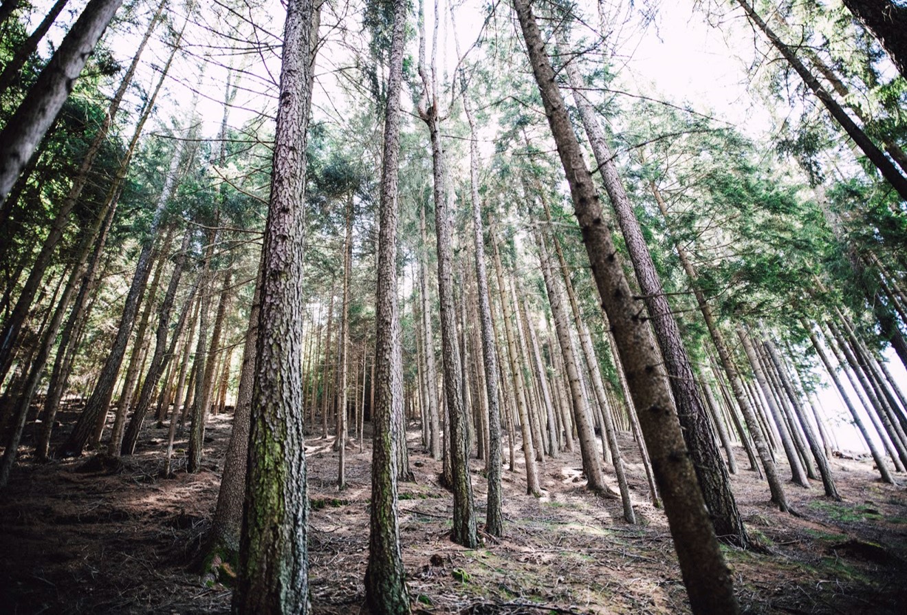 A forest of tall, narrow conifers. Sunlight streaming through. Not much underbrush.