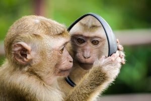 A primate looking at itself in a mirror.