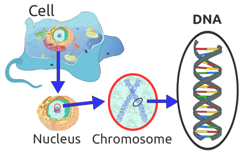 DNA's Location in the cell