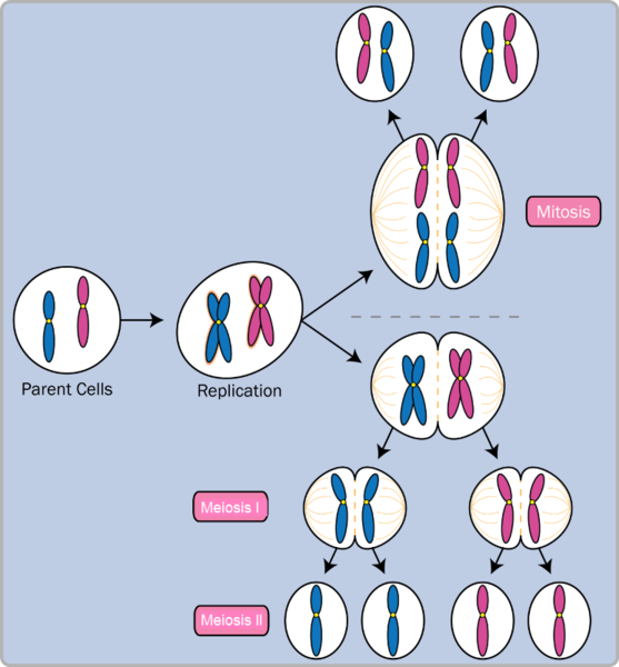 images of the processes of mitosis and meiosis