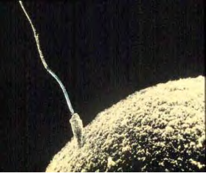 image of a sperm and ovum at conception