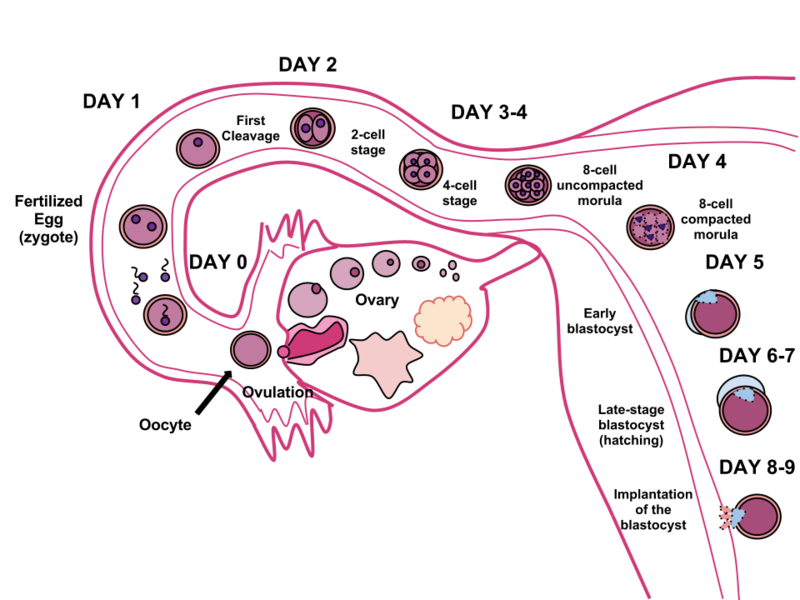graphic of the cycle of fertilization from ovulation to implantation of the blastocyst