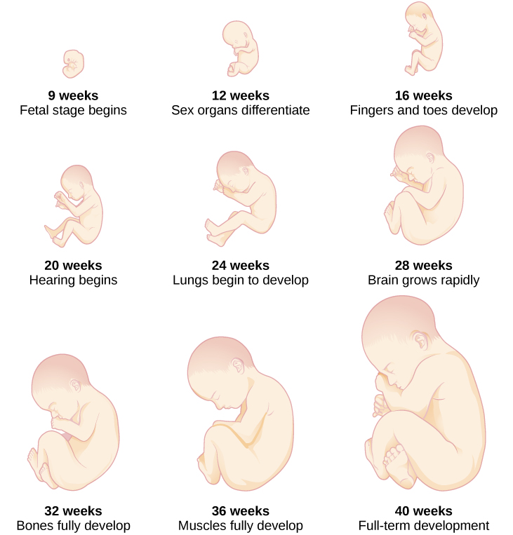 Images of a developing fetus at 9, 12, 16, 20, 24, 28, 32, 36, and 40 weeks