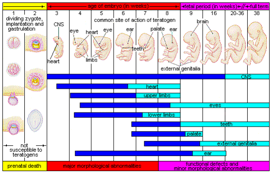Chart illustrating the effect of different teratogens on the developing baby at different stages of pregnancy