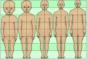 Body proportions chart
