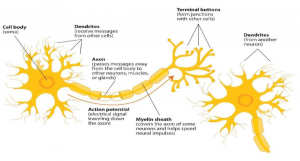 components of a neuron