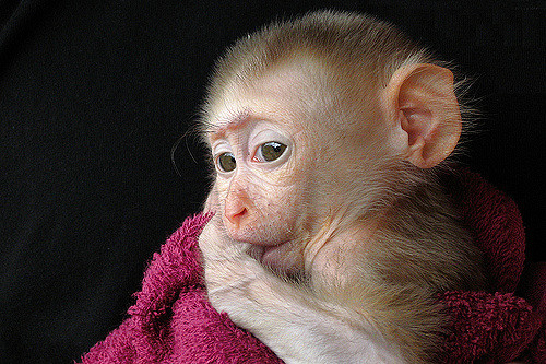 image of a rhesus monkey sucking his thumb and holding a soft blanket