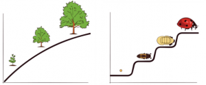 one image of three different sized trees to illustrate the concept of continuous growth and another image of the 4 stages of develop of a lady bug to represent the concept of staged growth.