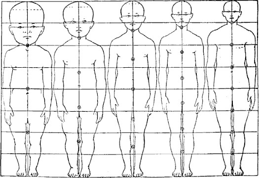 a chart showing the size of the head in relationship to the size of the body from infancy to adulthood