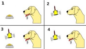Series of 4 cartoon images. 1- dog with bowl of food, salivating. 2- dog with bell, not salivating. 3- dog with food and bell, salivating. 4- Dog with bell, salivating.