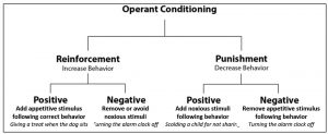 Flow chart titled Operant Conditioning. level 2- reinforcement (increase behaviour) and punishment (decrease behaviour) level 3- (under reinforcement) positive & negative. (under punishment) positive & negative.