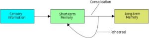 (sensory information) -> (short term memory) -> (long term memory)