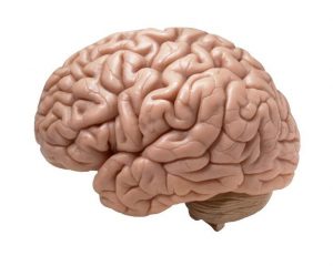 image of a human brain