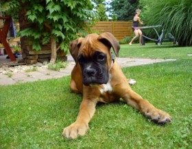 Photo of a boxer puppy.