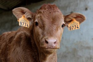 image of a cow with numbered tags attached to its ears