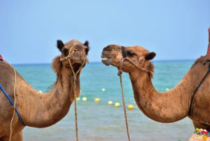 photo of two camels that appear to be talking and listening