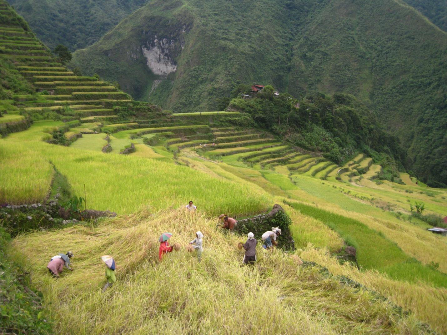 terraced hillsides in the Philippines with figures bending over stands of rice stalks