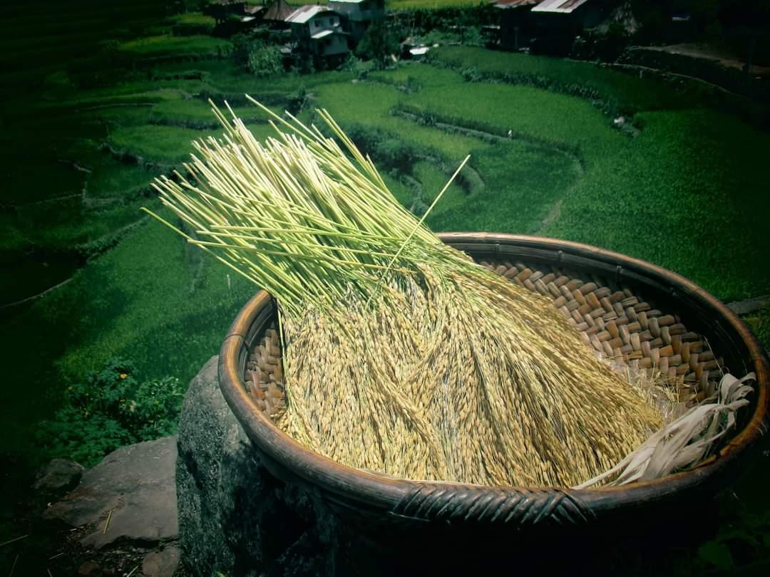 stalks of rice in a basket with terraced hillsides in the background