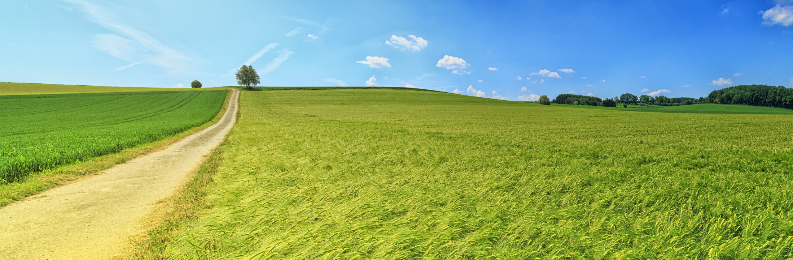 Road in Between Grass Field