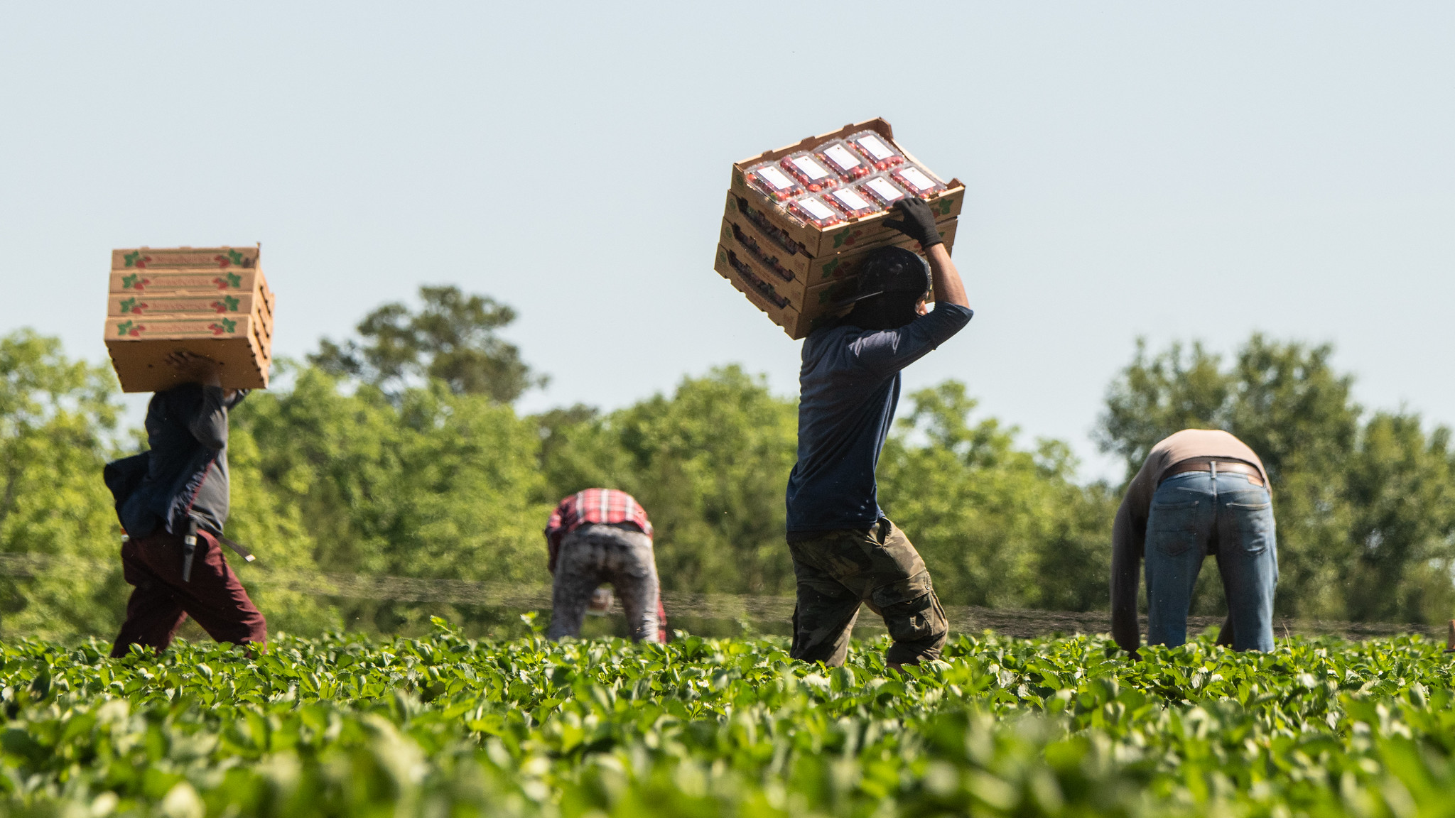 Farmworkers pick strawberries at Lewis Taylor Farms, which is co-owned by William L. Brim and Edward Walker who have large scale cotton, peanut, vegetable and greenhouse operations in Fort Valley, GA, on May 7, 2019. Credits to: US Department of Agriculture