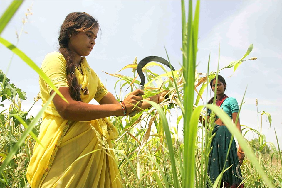 Manjula Durgaiah (l) and Suarupa (r), daughters in law to farmer M Durgaiah, helps harvest his sorghum crop. After threshing the residue is sold to the Rusni Distillery for ethanol production. Credits to: ILRI