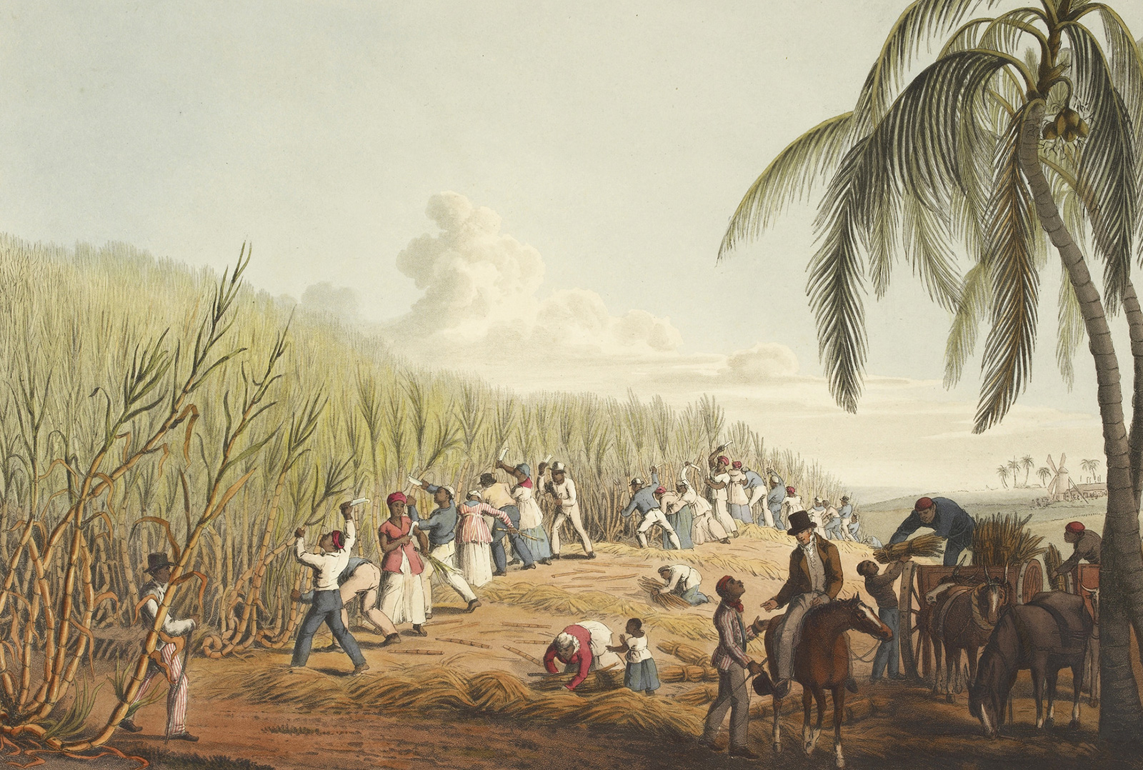 Enslaved people cutting sugarcane on the Caribbean island of Antigua, aquatint from Ten Views of the Island of Antigua by William Clark, 1832. Credits to: The British Library (Public Domain)